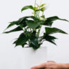Golden Pothos Pole – Image 2
