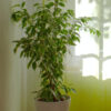 Aralia Ming – Image 2