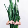 Sansevieria Laurentii – Image 2