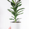 Dracaena Lisa – Image 2
