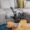 Calathea Rufibarba – Image 2