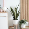 Sansevieria Golden Flame – Image 2
